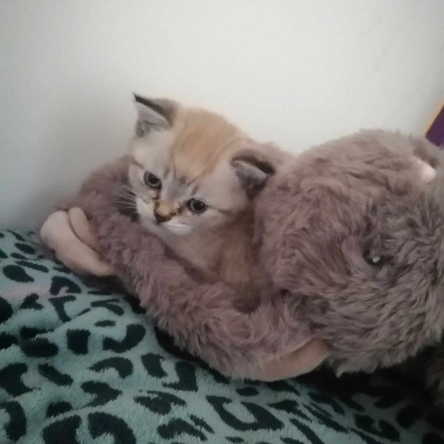 Duchesse a rejoint le concours — aidez-le/la à gagner de superbes lots ! cat, kitten, stuffed_animal, plush_toy, blanket, bed, cozy, sleeping, sitting, furry, cute, pet, indoors, portrait, animal, cream_colored, brown, soft_texture, patterned_blanket, home