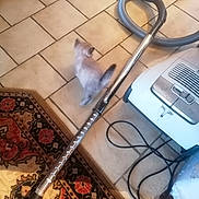 Duchesse participe au concours pour gagner de l'argent avec cette photo : cat, kitten, fluffy, pet, animal, vacuum_cleaner, vacuum_hose, floor, tiles, rug, carpet, household, cleaning, cord, appliance, indoor, home, playful, motion_blur, photograph