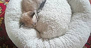 Duchesse participe au concours pour gagner de l'argent avec cette photo : kitten, cat, sleeping, pet, animal, fur, white, cream, curled_up, cozy, pet_bed, plush, soft, indoors, carpet, ornate, red, resting, cute, photography
