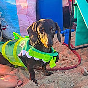 Oréo participe au concours pour gagner de l'argent avec cette photo : dog, dachshund, life_jacket, sand, beach, pet, animal, green, black, tan, outdoor, summer, feet, bag, chair, leash, sunlight, cute, small_dog, playful