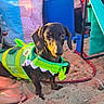 dog, dachshund, life_jacket, sand, beach, pet, animal, green, black, tan, outdoor, summer, feet, bag, chair, leash, sunlight, cute, small_dog, playful