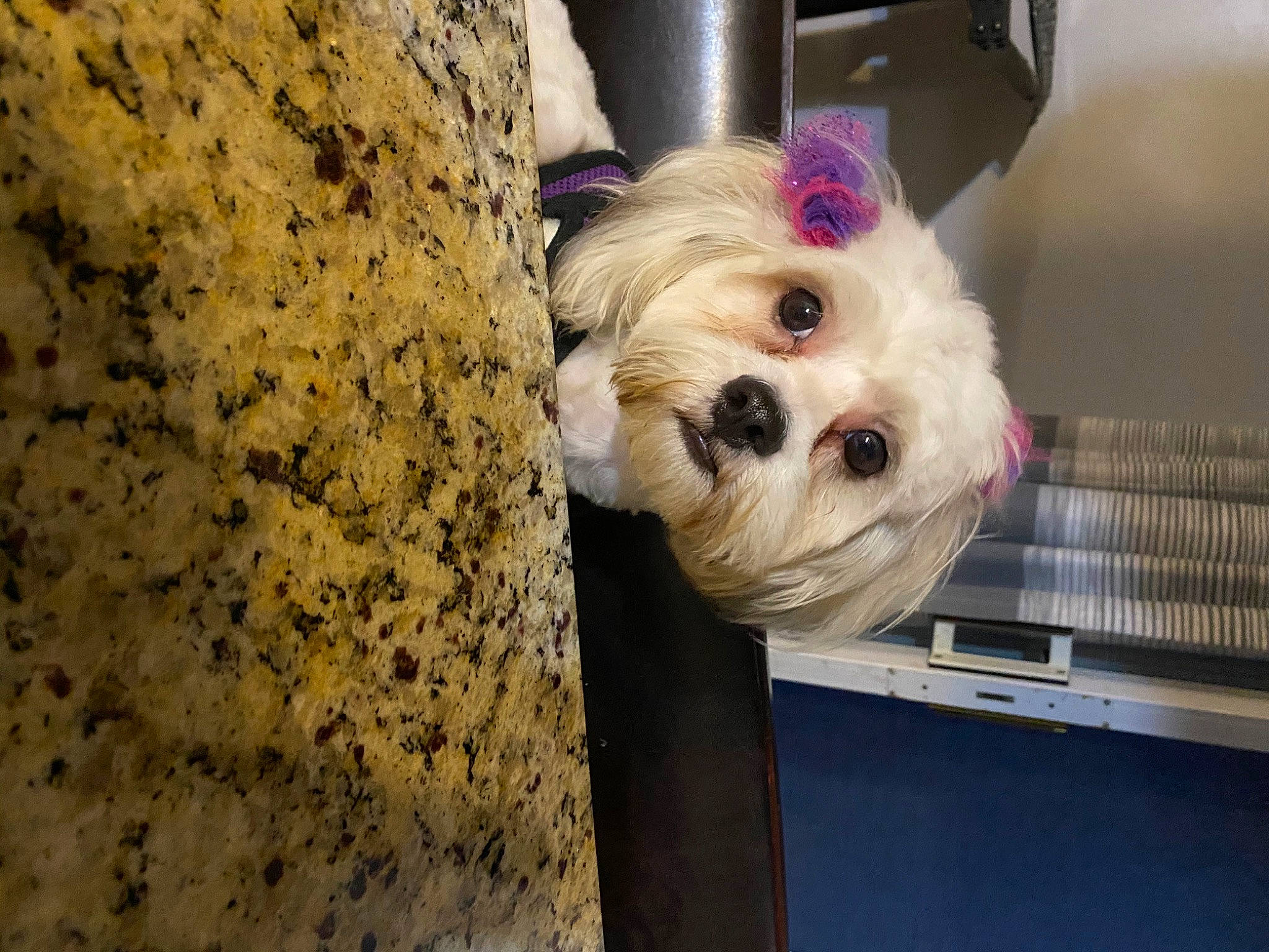 Bailey joined the competition — help win amazing prizes! canidae, carnivore, companion_dog, dog, dog_breed, havanese, lhasa_apso, lowchen, maltese, morkie, non_sporting_group, puppy, rare_breed_dog, shih_tzu, snout, sporting_group, toy_dog