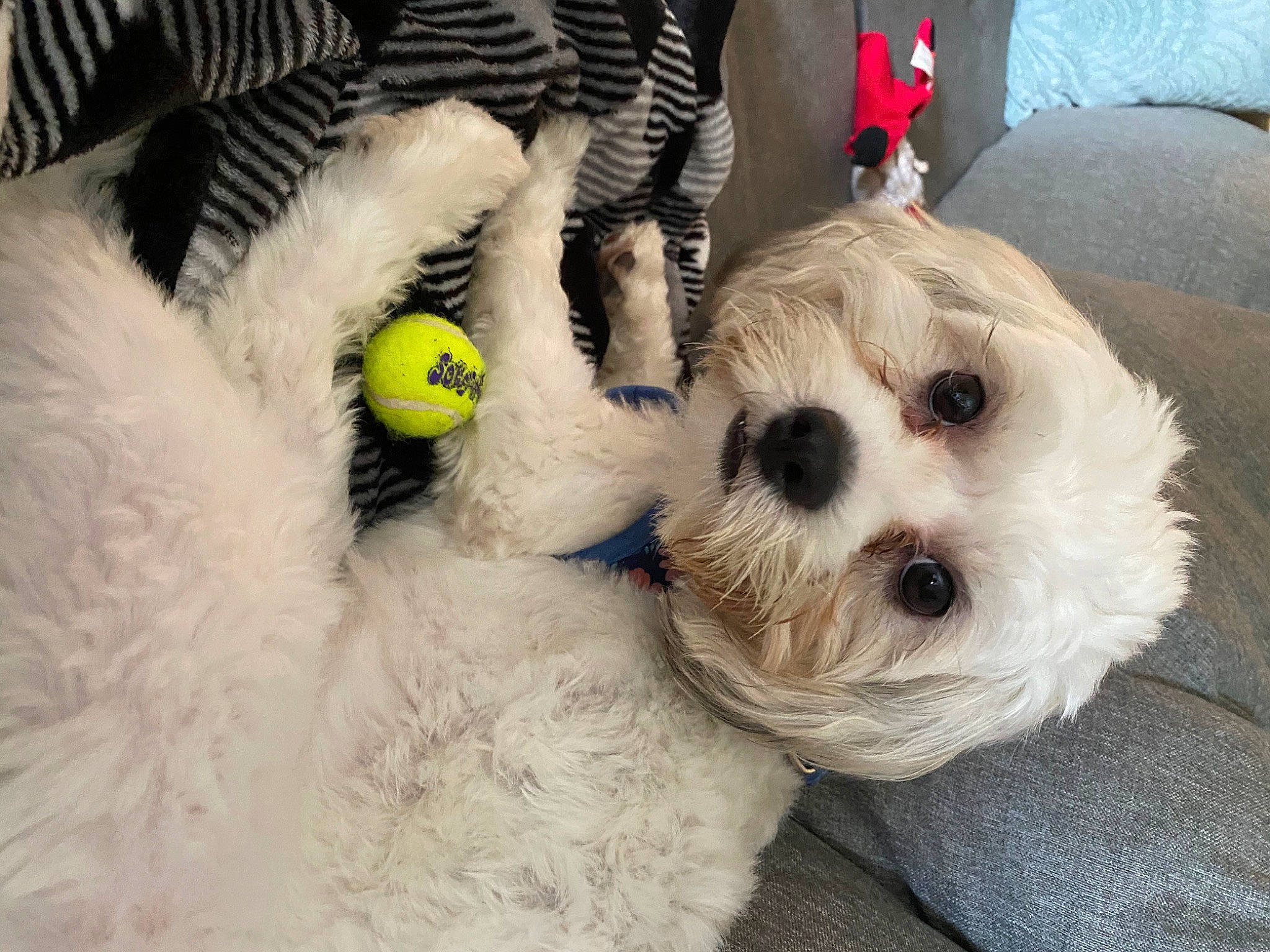 Bailey is registered to the contest to win money with this photo: bichon, canidae, carnivore, cavachon, cockapoo, companion_dog, dog, dog_breed, havanese, maltepoo, maltese, mammal, nose, puppy, puppy_love, rare_breed_dog, shih_tzu, sporting_group, vertebrate, west_highland_white_terrier