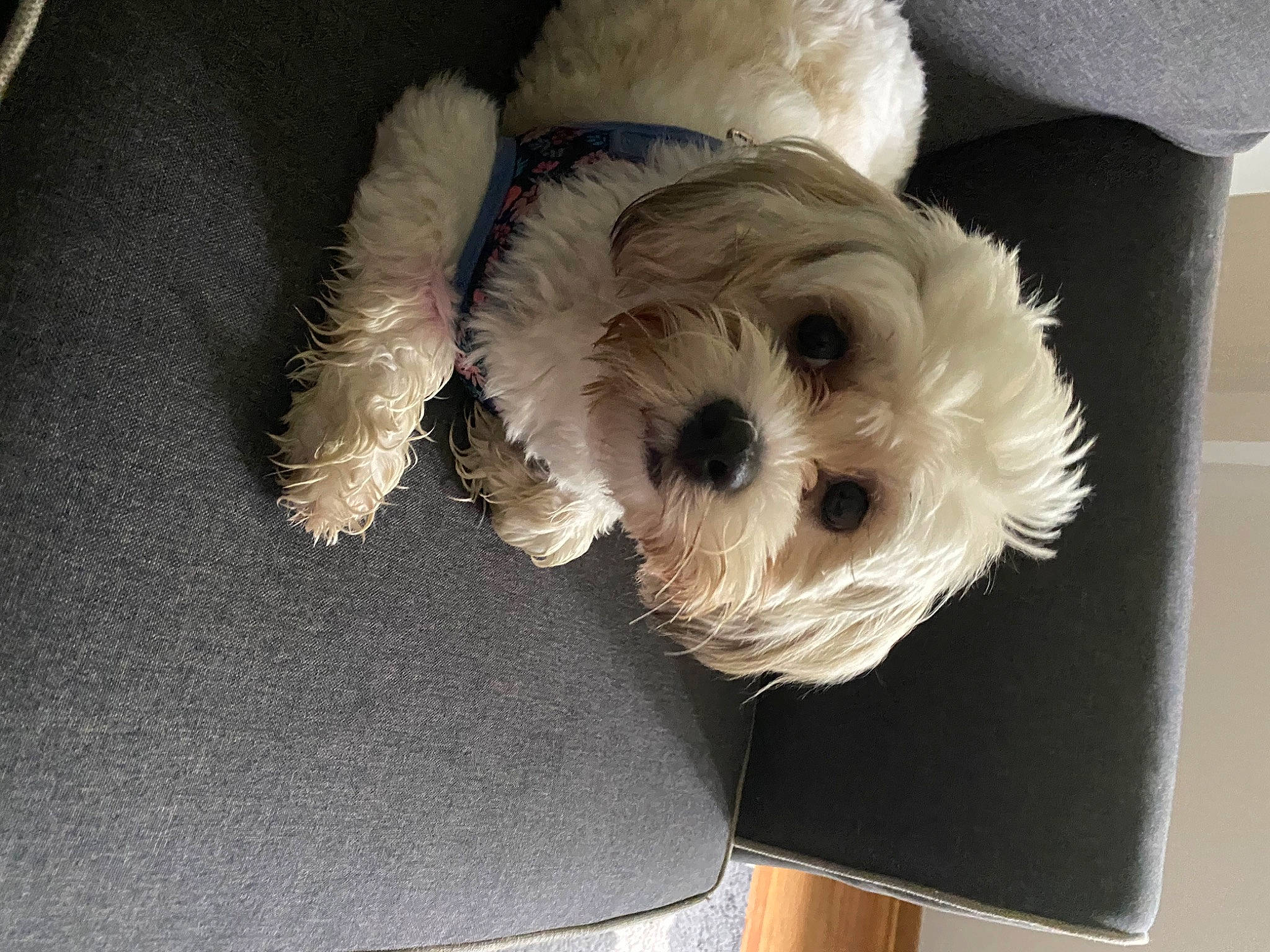 Bailey joined the competition — help win amazing prizes! canidae, carnivore, cockapoo, companion_dog, dog, dog_breed, havanese, maltepoo, maltese, mammal, miniature_schnauzer, morkie, puppy, rare_breed_dog, schnoodle, shih_tzu, snout, sporting_lucas_terrier, terrier, toy_dog