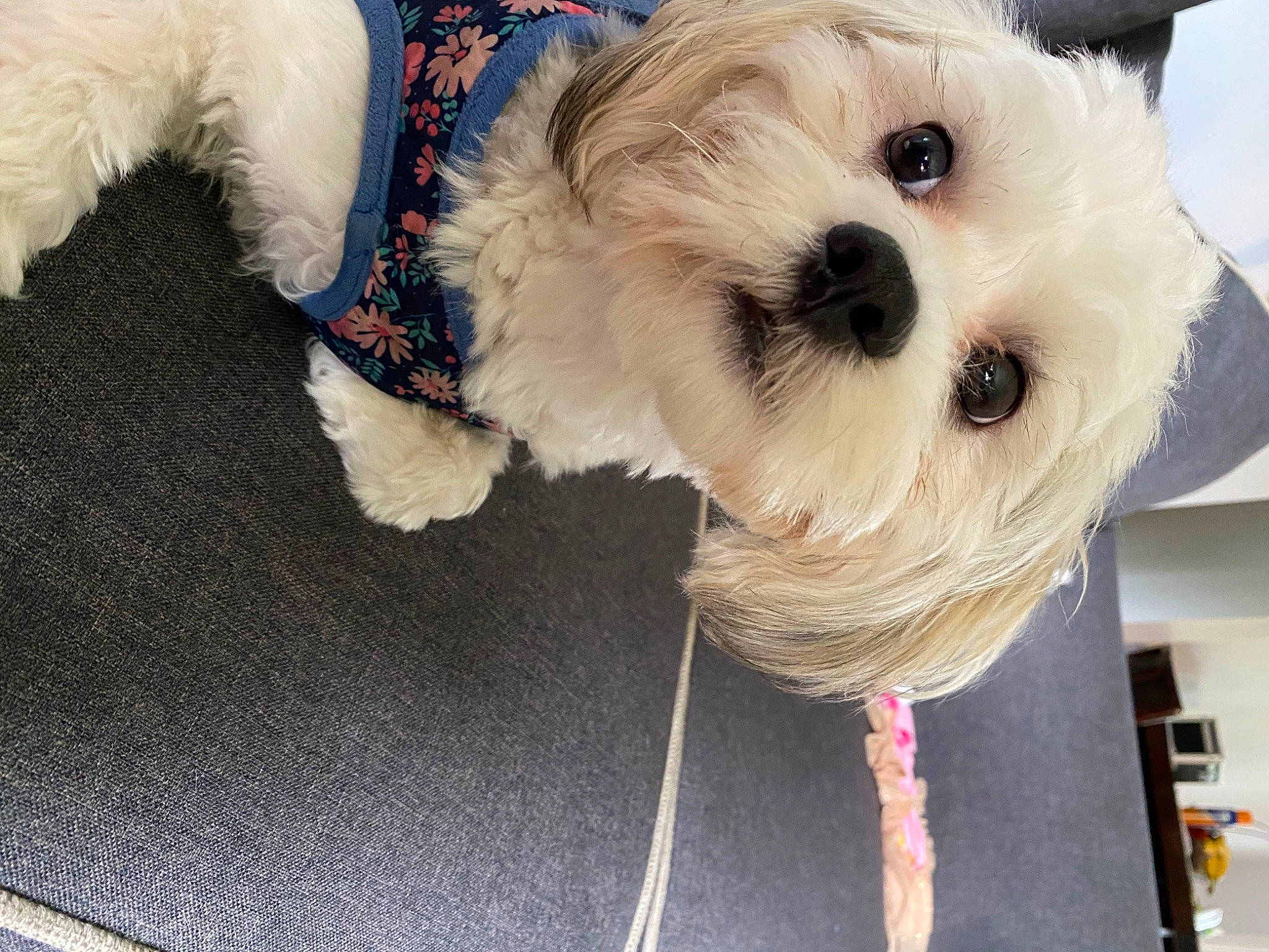 Bailey joined the competition — help win amazing prizes! canidae, carnivore, companion_dog, dog, dog_breed, havanese, lhasa_apso, maltepoo, maltese, mammal, morkie, non_sporting_group, puppy, puppy_love, rare_breed_dog, schnoodle, shih_tzu, snout, toy_dog, west_highland_white_terrier