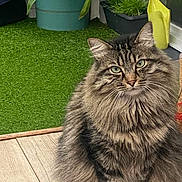 Nutella a rejoint le concours — aidez-le/la à gagner de superbes lots ! cat, fluffy_cat, animal, pet, greenery, potted_plant, indoor, wooden_floor, grass, fur, sitting, looking_at_camera, domestic_cat, plant_pot, leaf, eye_contact, feline, cute, nature, home