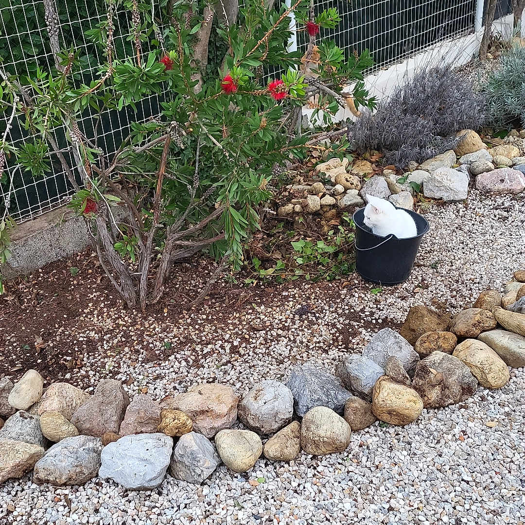 Bébé Chat a rejoint le concours — aidez-le/la à gagner de superbes lots ! backyard, garden, gravel, herbal, herbs, jar, landscape, nature, outdoors, pebble, plant, planter, pottedplant, pottery, road, rock, tree, vase, vegetation, yard