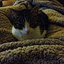 cat, blanket, fuzzy, cozy, indoor, pet, fur, texture, resting, animal, comfort, warm, domestic, mammal, cute, relaxation, whiskers, ears, sleepy, home
