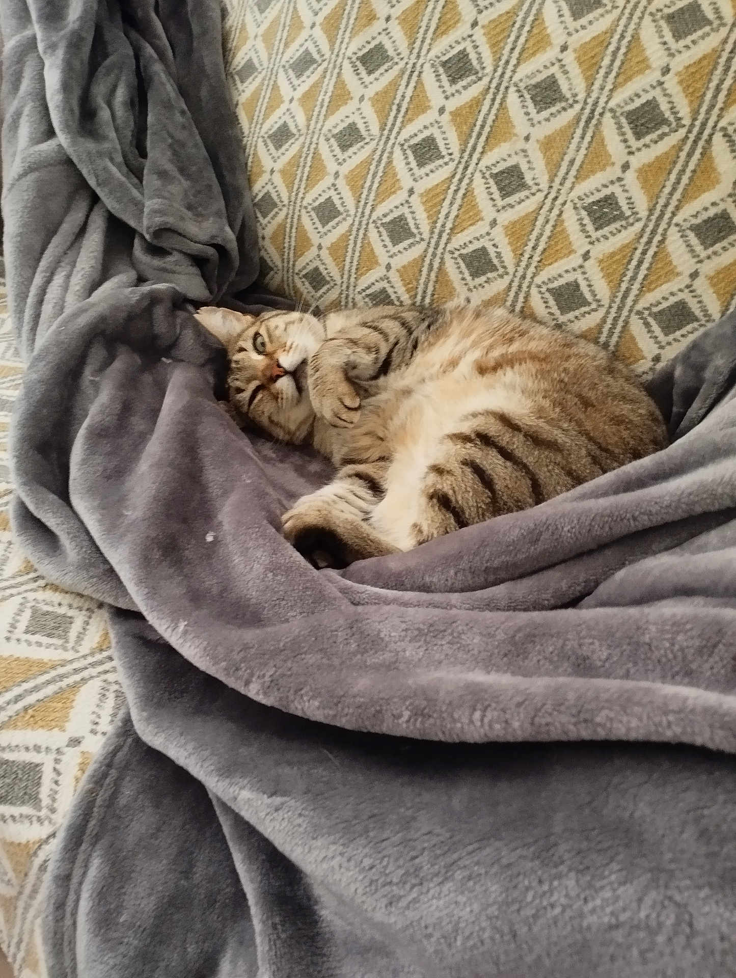 Clark a rejoint le concours — aidez-le/la à gagner de superbes lots ! cat, tabby, blanket, couch, patterned_fabric, cozy, sleepy, pet, fur, indoor, resting, animal, relaxed, whiskers, claws, cute, domestic_cat, feline, comfort, soft