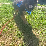 Zeus joined the competition — help win amazing prizes! puppy, dog, german_shepherd, bandana, blue, leash, grass, shadow, sunlight, outdoor, vehicle, wheel, pet, young_dog, curious, fur, nature, daytime, muzzle, ears