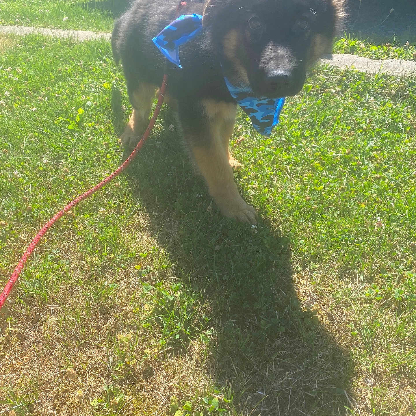 Zeus joined the competition — help win amazing prizes! bandana, blue, curious, daytime, dog, ears, fur, german_shepherd, grass, leash, muzzle, nature, outdoor, pet, puppy, shadow, sunlight, vehicle, wheel, young_dog