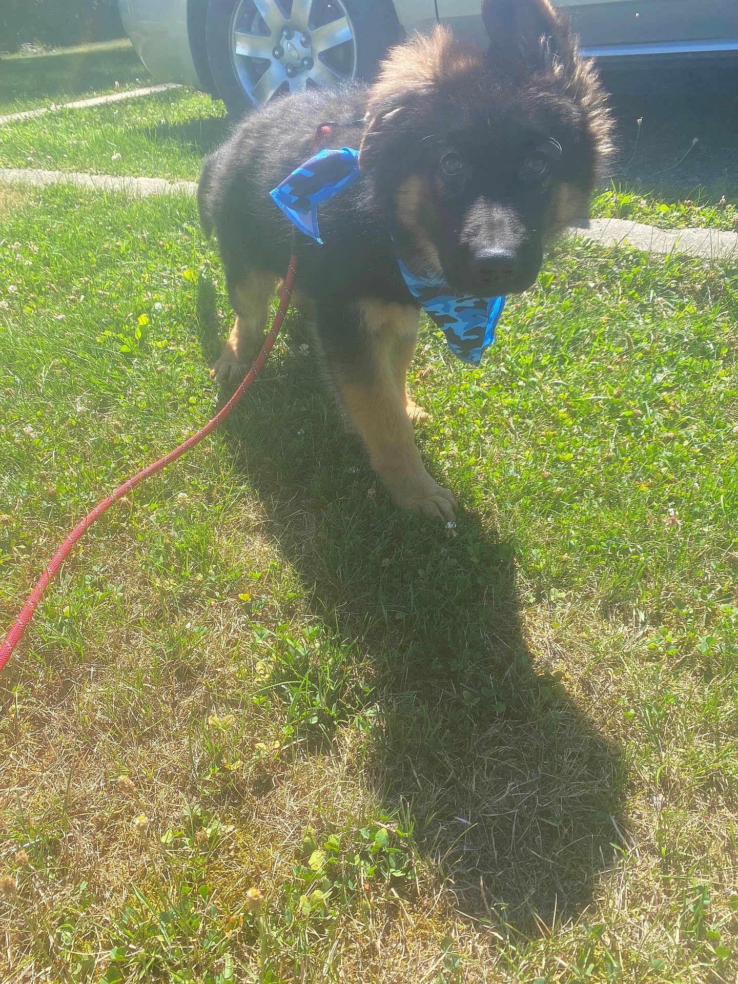Zeus joined the competition — help win amazing prizes! puppy, dog, german_shepherd, bandana, blue, leash, grass, shadow, sunlight, outdoor, vehicle, wheel, pet, young_dog, curious, fur, nature, daytime, muzzle, ears