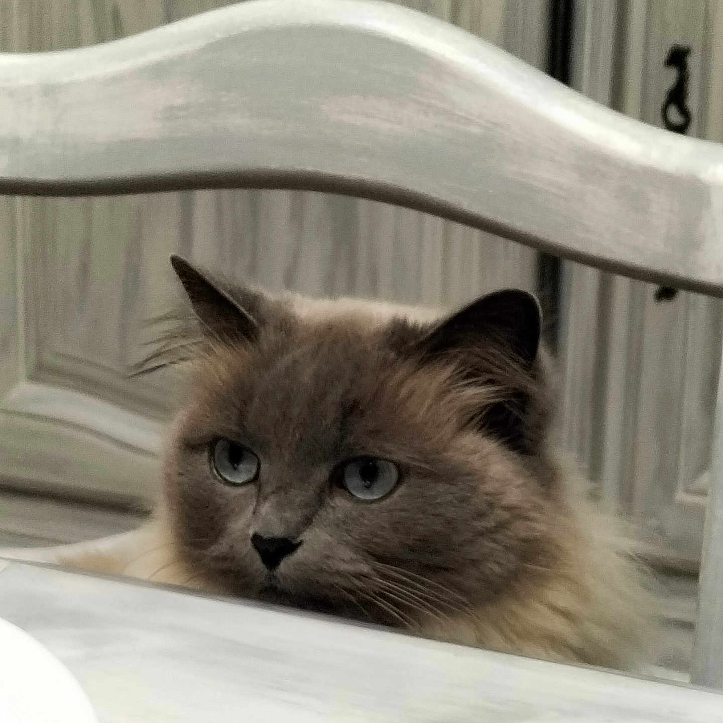 Daisy a rejoint le concours — aidez-le/la à gagner de superbes lots ! animal, blue_eyes, cabinet, cat, close_up, curious, domestic, ears, face, feline, fluffy, fur, gray_cat, indoor, pet, quiet, resting, table, whiskers, wooden_chair