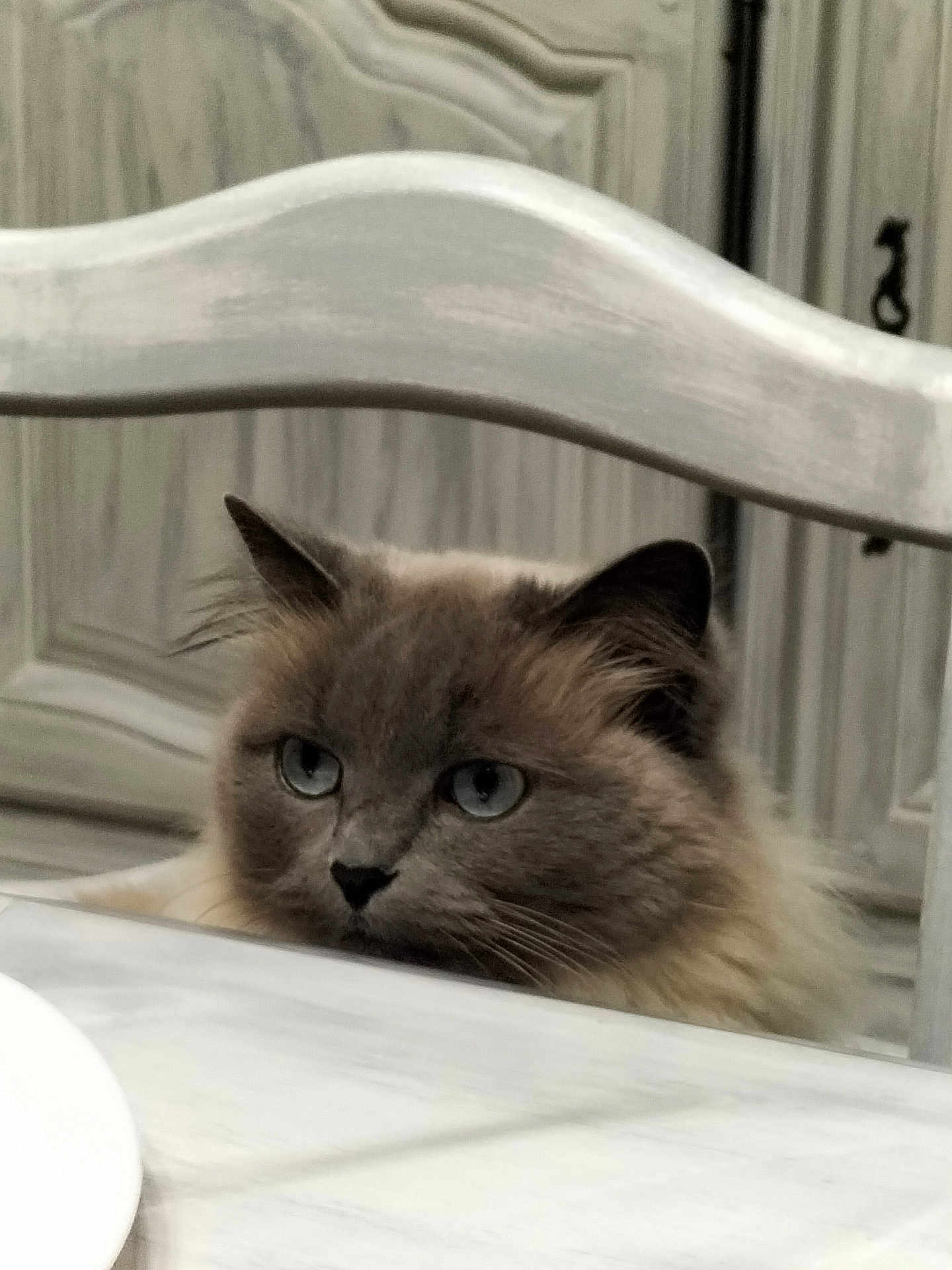 Daisy a rejoint le concours — aidez-le/la à gagner de superbes lots ! animal, blue_eyes, cabinet, cat, close_up, curious, domestic, ears, face, feline, fluffy, fur, gray_cat, indoor, pet, quiet, resting, table, whiskers, wooden_chair