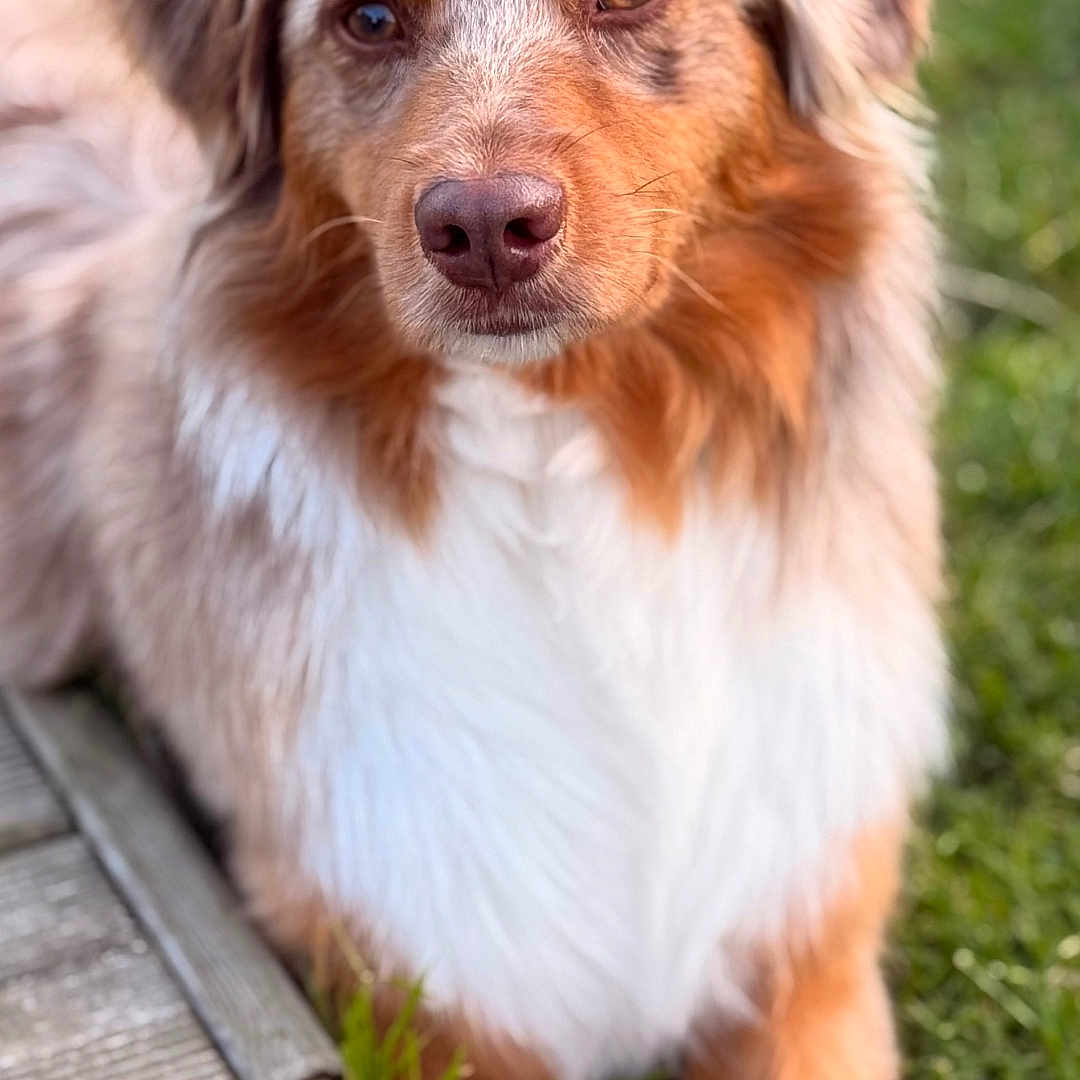 Maya participe au concours pour gagner de l'argent avec cette photo : animal, brown, canine, cute, daylight, dog, focus, friendly, fur, grass, laying, nature, outdoor, pet, playing, portrait, summer, tennis_ball, white, wood