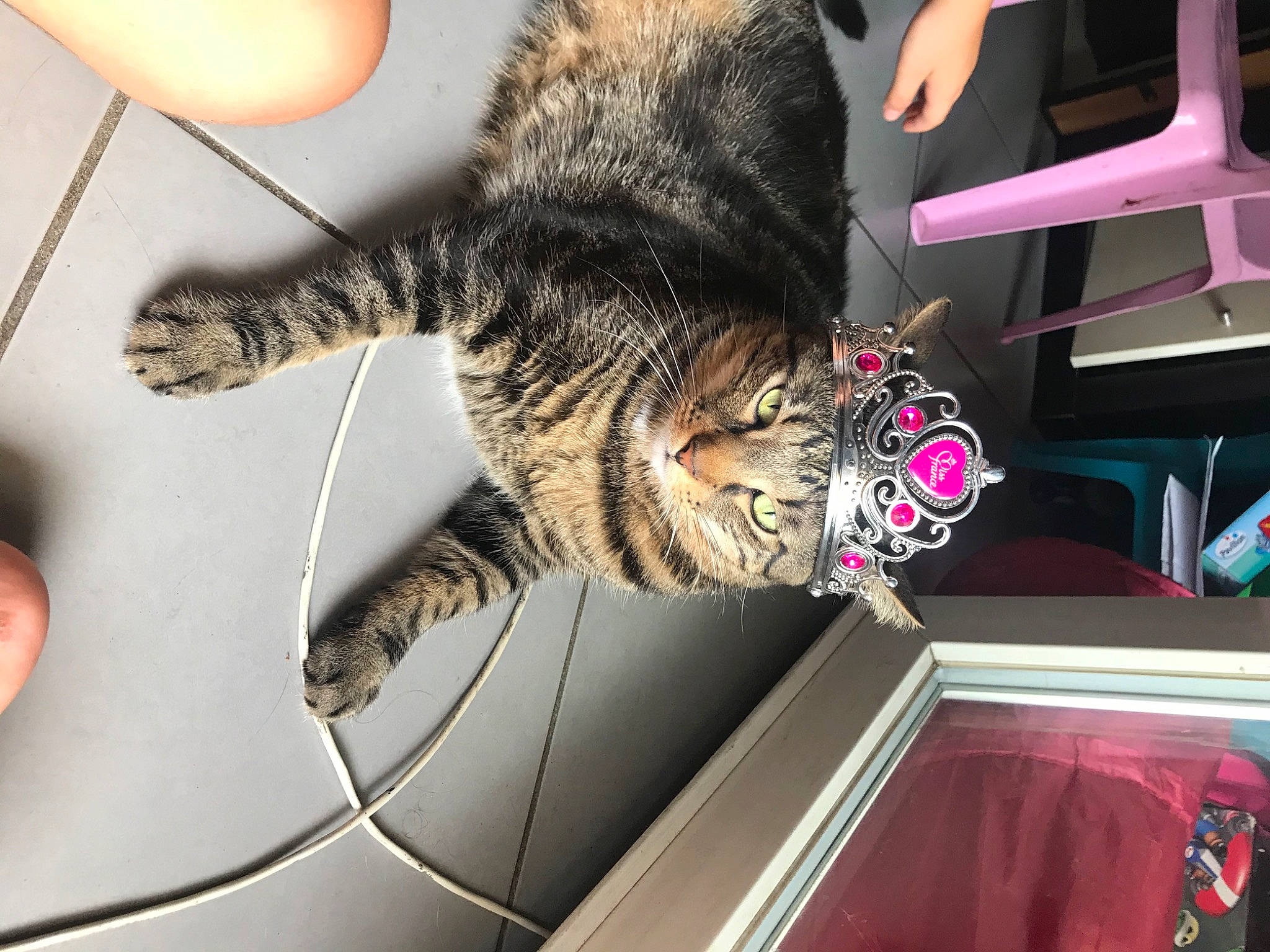 Maxou participe au concours pour gagner de l'argent avec cette photo : automotive_lighting, carnivore, cat, claw, comfort, domestic_short_haired_cat, felidae, fur, magenta, nail, small_to_medium_sized_cats, tail, vehicle, vehicle_door, whiskers, window, wire