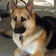Meela is registered to the contest to win money with this photo: animal, canine, dog, germanshepherd, husky, pet, policedog, puppy
