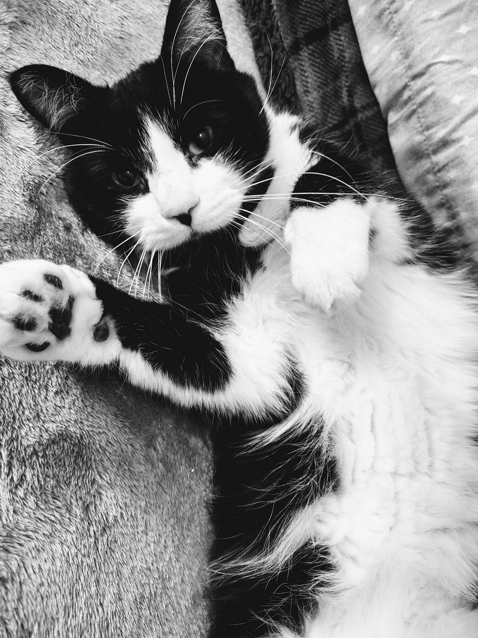 Hector is registered to the contest to win money with this photo: black_and_white, carnivore, cat, cloud, comfort, eye, felidae, hair, head, human_body, human_leg, monochrome, monochrome_photography, paw, plant, small_to_medium_sized_cats, style, tail, terrestrial_animal, whiskers