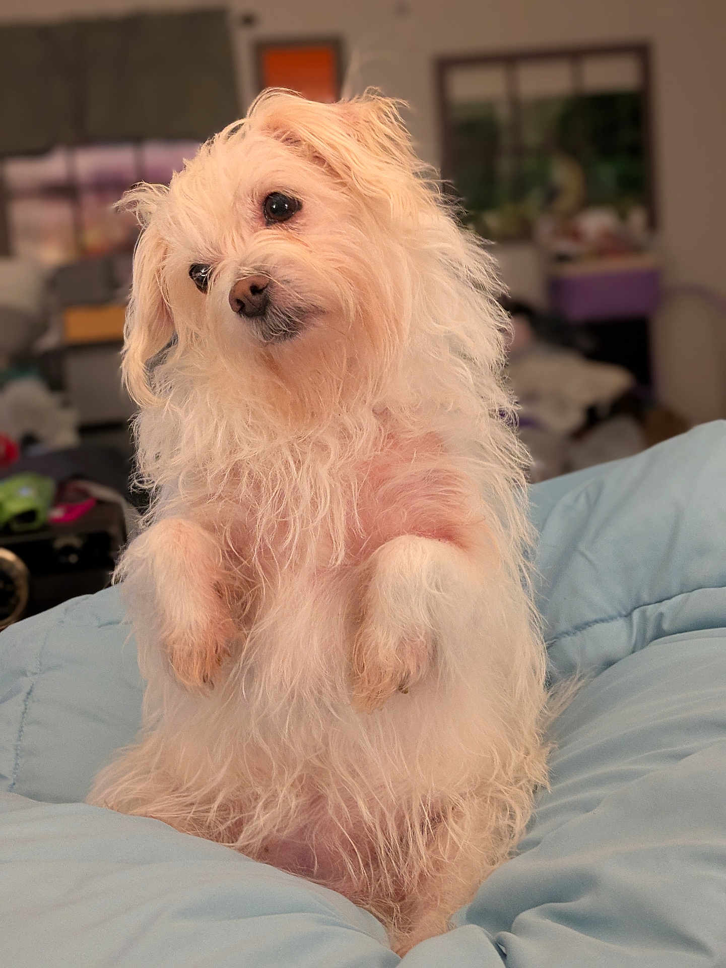 Kipster joined the competition — help win amazing prizes! dog, fluffy, white_dog, pet, cute, indoor, cushion, soft, fur, head_tilt, curious, small_dog, cozy, blurred_background, portrait, animal, companion, friendly, domestic, furry