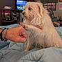 dog, white_dog, fist_bump, hand, bed, blanket, indoor, room, television, furniture, sitting, pet, animal, furry, paw, interaction, casual, human, couch, relaxed