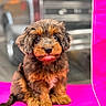 Skye is registered to the contest to win money with this photo: puppy, dog, brown_fur, curly_fur, sitting, portrait, cute, pet, animal, canine, floppy_ears, dark_eyes, black_nose, fluffy, indoor, colorful_background, pink, photography, closeup, adorable