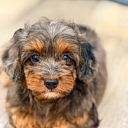Skye is registered to the contest to win money with this photo: puppy, dog, pet, fluffy, curly_fur, brown_fur, tan_fur, black_nose, blue_eyes, close_up, portrait, sitting, lying_down, blanket, indoors, soft_lighting, shallow_depth_of_field, adorable, companion_animal, facial_expression