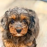 puppy, dog, pet, fluffy, curly_fur, brown_fur, tan_fur, black_nose, blue_eyes, close_up, portrait, sitting, lying_down, blanket, indoors, soft_lighting, shallow_depth_of_field, adorable, companion_animal, facial_expression