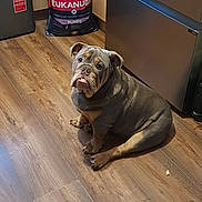 Jasper is registered to the contest to win money with this photo: animal, appliance, boxer, bulldog, canine, device, dog, electricaldevice, frenchbulldog, hardwood, indoors, interiordesign, kitchen, pet, pitbull, plywood, pug, puppy, stainedwood, wood