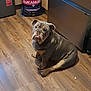 animal, appliance, boxer, bulldog, canine, device, dog, electricaldevice, frenchbulldog, hardwood, indoors, interiordesign, kitchen, pet, pitbull, plywood, pug, puppy, stainedwood, wood