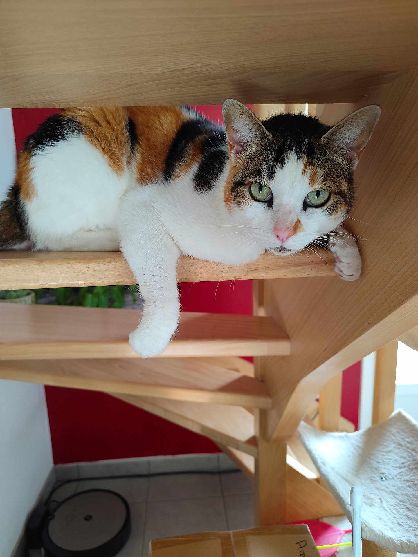 Saya