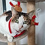 Saya participe au concours pour gagner de l'argent avec cette photo : cat, cat_tree, indoor, pet, feline, green_eyes, plush_toy, reindeer_ears, holiday, collar, animal, cute, whiskers, paws, fur, looking, closeup, domestic_cat, playful, resting