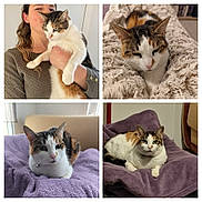 Saya participe au concours pour gagner de l'argent avec cette photo : cat, calico_cat, person, blanket, purple_blanket, beige_blanket, indoor, cozy, relaxed, pet, animal, fur, portrait, face, resting, cute, domestic_cat, home, furniture, collage