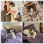 cat, calico_cat, person, blanket, purple_blanket, beige_blanket, indoor, cozy, relaxed, pet, animal, fur, portrait, face, resting, cute, domestic_cat, home, furniture, collage