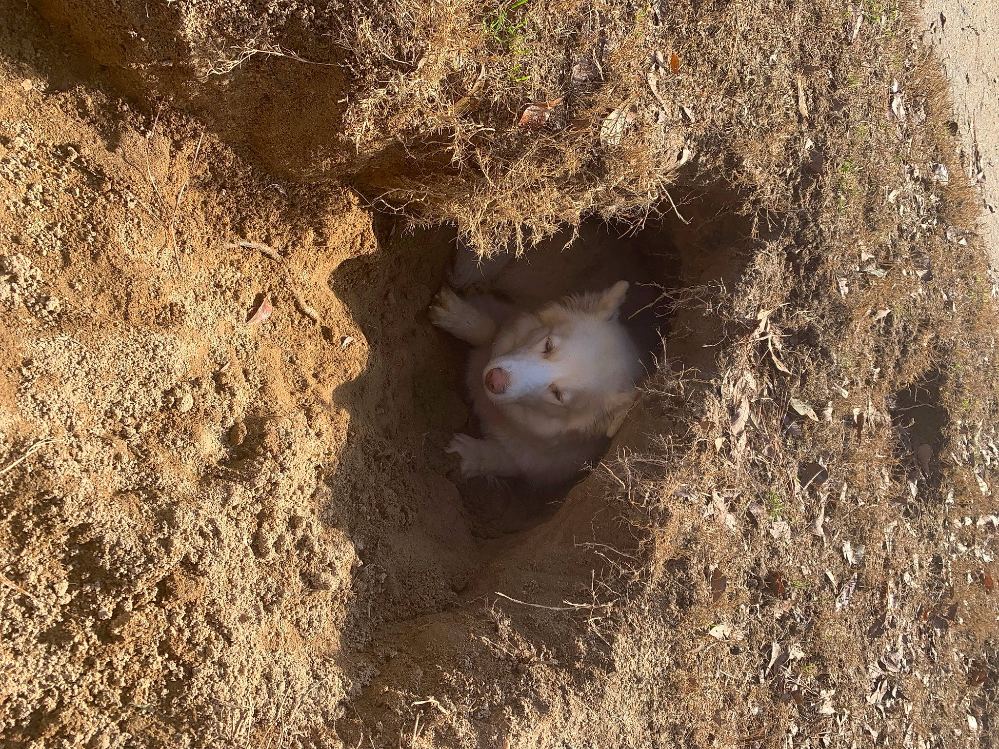 Icey joined the competition — help win amazing prizes! cat, fawn, felidae, fur, grass, landscape, paw, plant, rodent, sand, shadow, small_to_medium_sized_cats, snout, soil, straw, tail, terrestrial_animal, whiskers, wildlife, wood