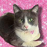 Smokey is registered to the contest to win money with this photo: animal, cat, close_up, collar, cute, escape_artist, feline, glitter, gray_cat, green_eyes, indoor, lying_down, pet, pink_background, portrait, relaxed, sparkles, tag, whiskers, white_cat
