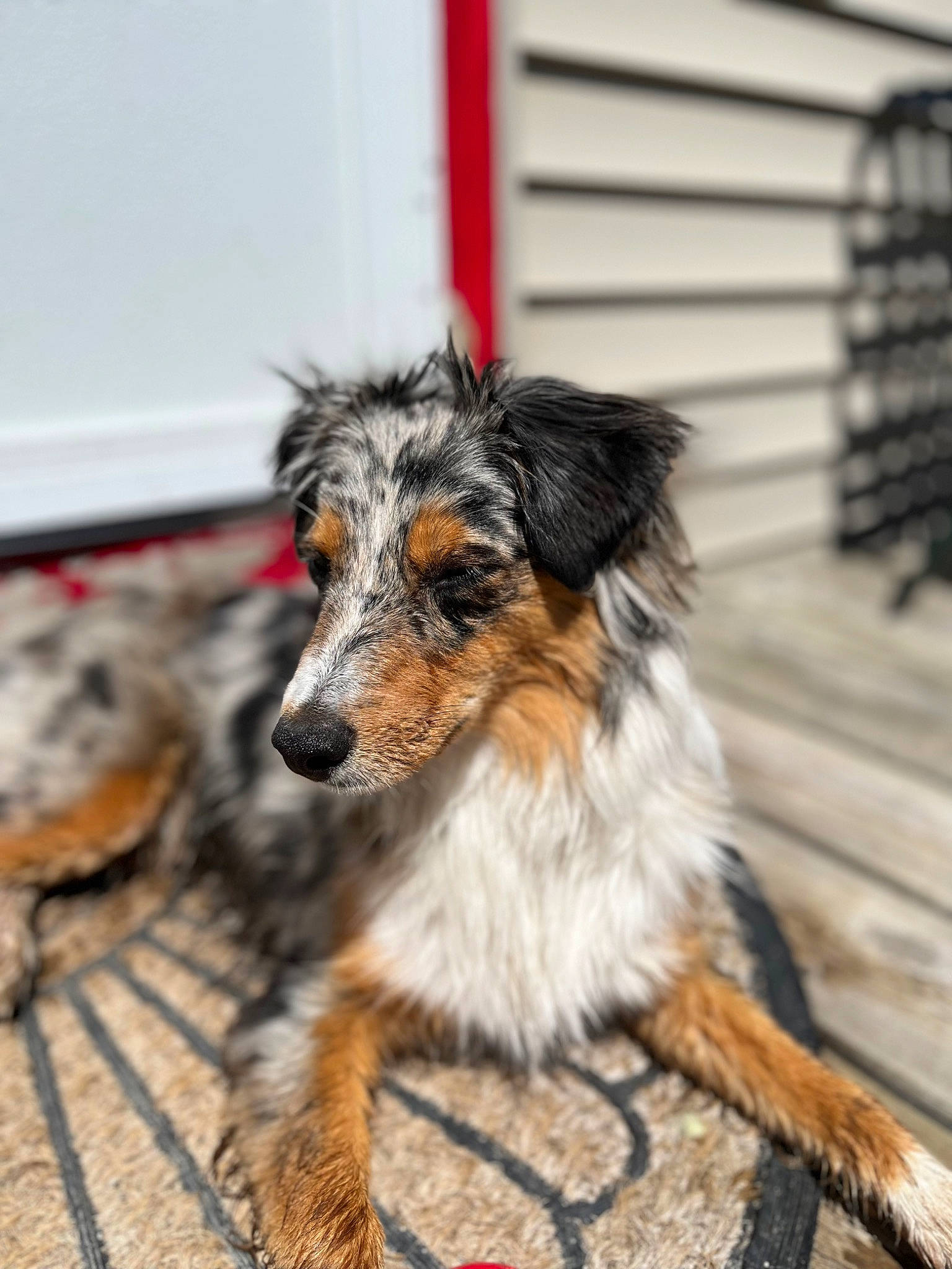 Axel joined the competition — help win amazing prizes! carnivore, companion_dog, dog, dog_breed, dog_supply, fur, herding_dog, sporting_group, tail, whiskers, wood, working_dog