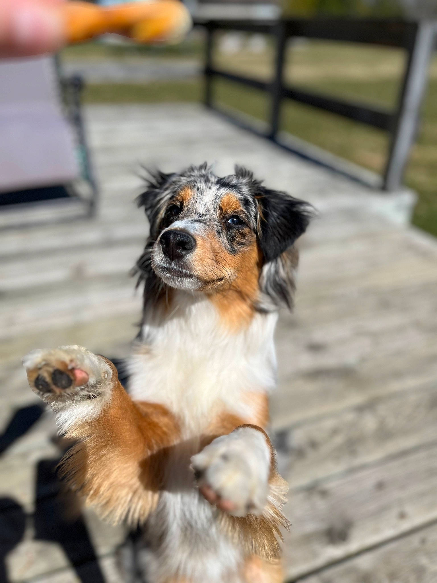 Axel is registered to the contest to win money with this photo: australian_collie, canidae, carnivore, collie, companion_dog, dog, dog_agility, dog_breed, fur, herding_dog, puppy, scotch_collie, snout, sporting_group, tail, terrestrial_animal, toy_dog, whiskers, working_animal, working_dog