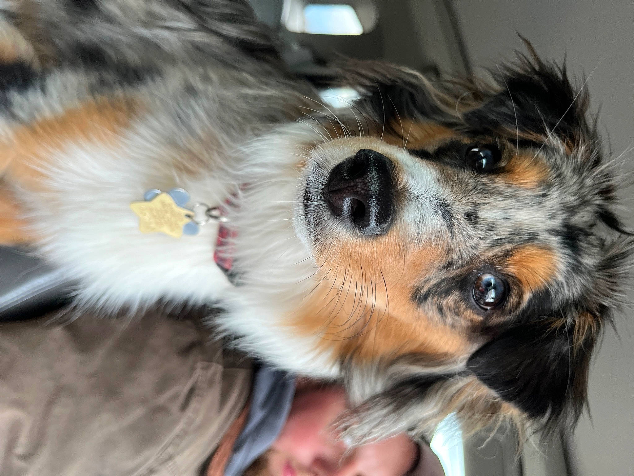 Axel joined the competition — help win amazing prizes! canidae, carnivore, close_up, collar, companion_dog, dog, dog_breed, ear, eyewear, fawn, felidae, fur, paw, small_terrier, snout, sporting_group, sunglasses, terrier, toy_dog, whiskers