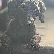 Miles is registered to the contest to win money with this photo: animal, black_dog, blurred_background, brown_eyes, closeup, cozy, curly_fur, dog, fluffy, indoors, looking_at_camera, nose, paws, pet, photography, portrait, puppy, shallow_depth_of_field, sitting, soft_lighting