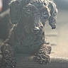 animal, black_dog, blurred_background, brown_eyes, closeup, cozy, curly_fur, dog, fluffy, indoors, looking_at_camera, nose, paws, pet, photography, portrait, puppy, shallow_depth_of_field, sitting, soft_lighting