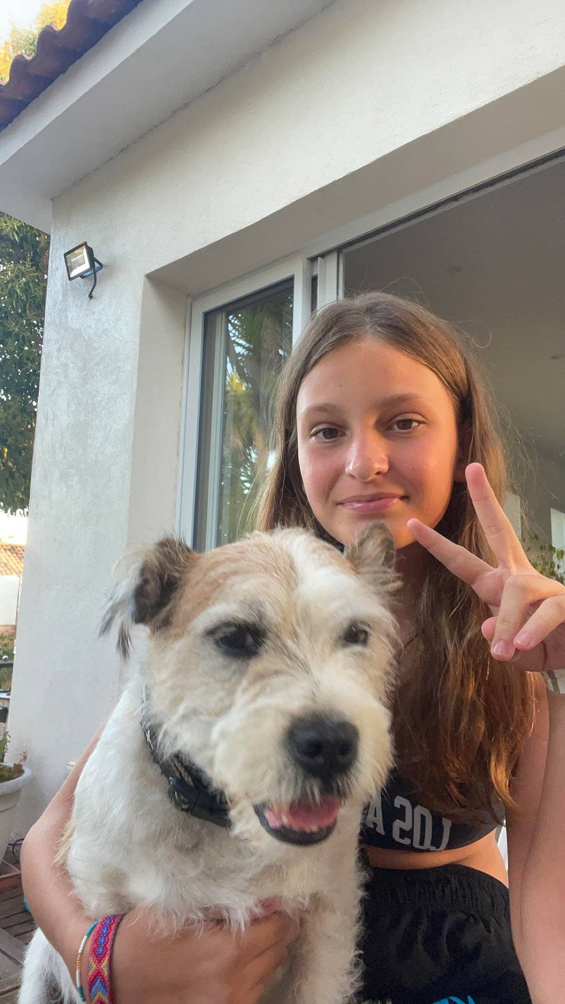 Moustik a rejoint le concours — aidez-le/la à gagner de superbes lots ! canidae, carnivore, companion_dog, dog, dog_breed, dog_collar, eyewear, fawn, fur, happy, iris, puppy_love, small_terrier, smile, snout, sporting_group, terrier, toy_dog, window, working_animal