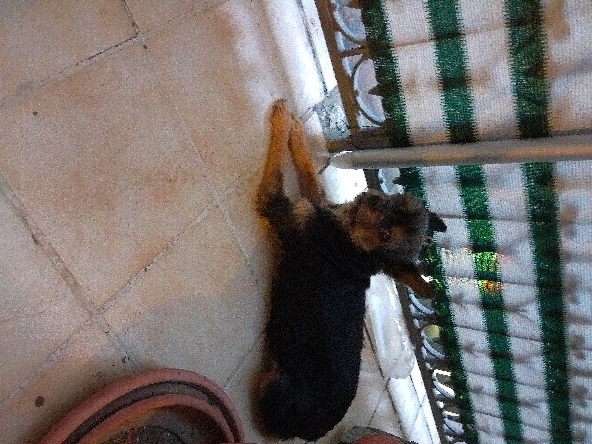 Kelly participe au concours pour gagner de l'argent avec cette photo : animal_shelter, canidae, carnivore, cat, comfort, companion_dog, dog_breed, fawn, felidae, flooring, fur, hardwood, pet_supply, small_to_medium_sized_cats, sporting_group, tail, terrestrial_animal, whiskers, window, wood