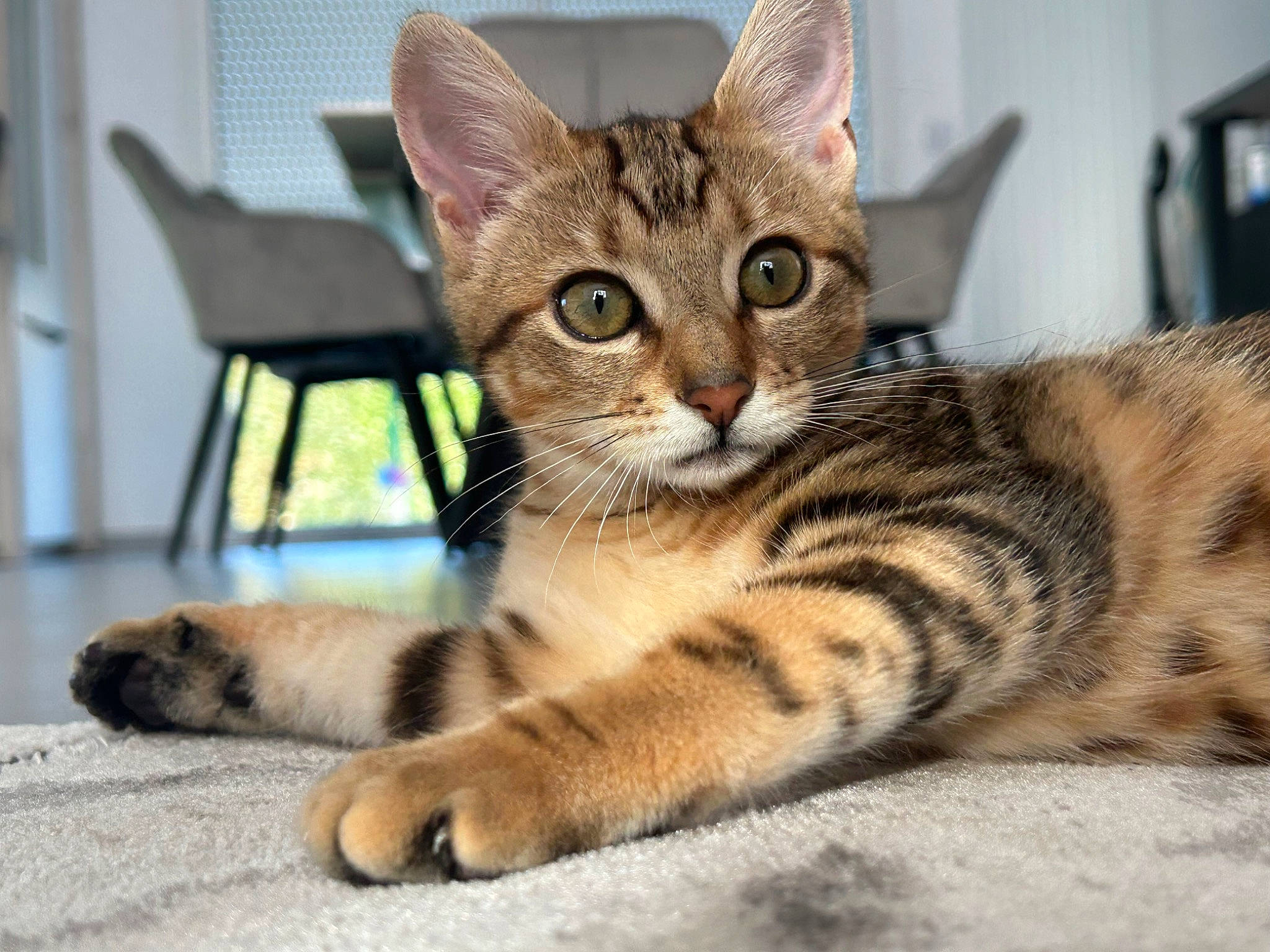 Tsuki a rejoint le concours — aidez-le/la à gagner de superbes lots ! carnivore, cat, domestic_short_haired_cat, felidae, fur, mammal, paw, sitting, small_to_medium_sized_cats, snout, terrestrial_animal, vertebrate, whiskers, wildlife