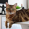 Tsuki participe au concours pour gagner de l'argent avec cette photo : cat, tabby, green_eyes, pet, indoor, table, furniture, relaxed, mammal, whiskers, domestic_animal, houseplant, statue, decor, portrait, focus, cute, animal, fur, living_room