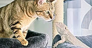 Tsuki a rejoint le concours — aidez-le/la à gagner de superbes lots ! abyssinian, animal, baby, bed, blanket, cat, couch, furniture, head, indoors, kitten, laundry, lizard, manx, person, pet, plush, reptile, sleeping, toy