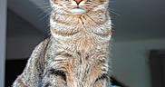 Utopia a rejoint le concours — aidez-le/la à gagner de superbes lots ! cat, tabby_cat, pet, animal, feline, indoor, sitting, whiskers, green_eyes, fur, portrait, closeup, domestic_cat, cute, alert, ears, front_paws, looking_at_camera, houseplant, blurred_background