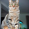 cat, tabby_cat, pet, animal, feline, indoor, sitting, whiskers, green_eyes, fur, portrait, closeup, domestic_cat, cute, alert, ears, front_paws, looking_at_camera, houseplant, blurred_background