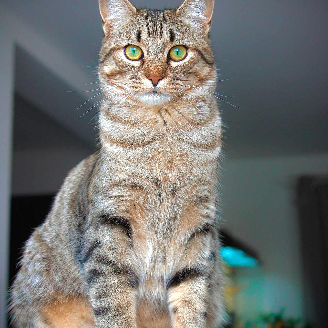Utopia a rejoint le concours — aidez-le/la à gagner de superbes lots ! cat, tabby_cat, pet, animal, feline, indoor, sitting, whiskers, green_eyes, fur, portrait, closeup, domestic_cat, cute, alert, ears, front_paws, looking_at_camera, houseplant, blurred_background