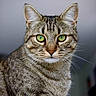 Utopia participe au concours pour gagner de l'argent avec cette photo : cat, tabby_cat, green_eyes, close_up, portrait, whiskers, feline, animal, pet, fur, striped, indoor, looking_at_camera, mammal, cute, alert, domestic_animal, sitting, focused, soft_background
