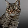 Utopia a rejoint le concours — aidez-le/la à gagner de superbes lots ! cat, tabby, feline, pet, animal, whiskers, ears, fur, portrait, close_up, indoor, looking_away, curious, domestic_animal, mammal, cute, eyes, striped, soft_light, calm